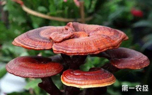 灵芝嫁接技术视频,揭秘高效繁殖新途径